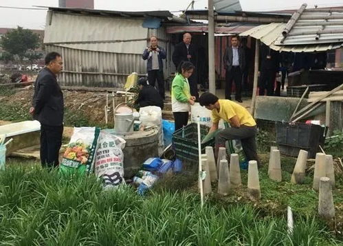 筑牢安全防線，高明區(qū)開(kāi)展節(jié)前食用農(nóng)產(chǎn)品專(zhuān)項(xiàng)檢查行動(dòng)